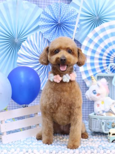 20231111チョコちゃん